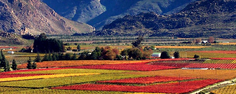 Autumn in South Africa II